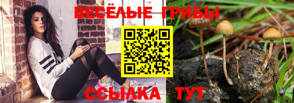 Псилоцибиновые грибы GOLDEN TEACHER  купить наркотики сайты  Балтийск  Вход с VPN 